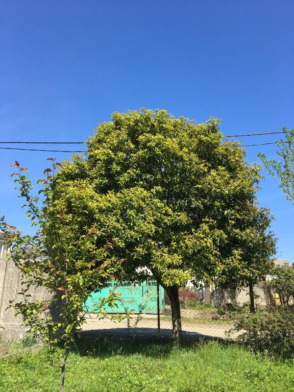 Homestay In Batumi Дом В Чакви Eksteriør bilde